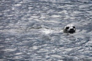 Harbor seal checks us out