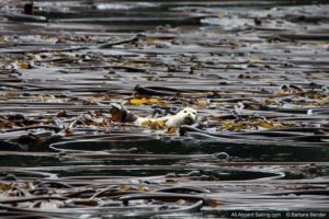 Harbor seal hanging out in the kelp forest