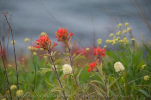 Indian Paintbrush, Yellow Island