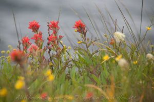 Indian Paintbrush, Yellow Island