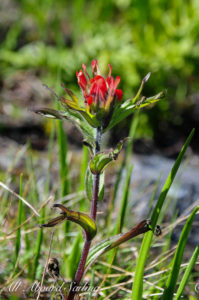 Indian Paintbrush, Yellow Island