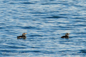 Rhinoceros auklets