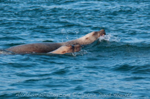 Sailing with Stellar Sea Lions