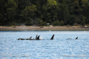 Orca whales in Harney Passage