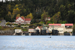 Orcas whales pass Orcas Hotel, Orcas Island Ferry Landing