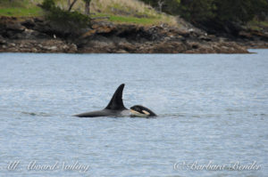 Southern Resident Orca whales J28 Polaris with calf, J54