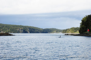 Killer whales Entering Pole Pass between Orcas and Crane Islands