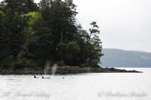 Grouped together as the whales come around Reef Island