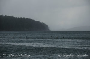 J17s and J22s Killer whales grouped together before rainstorm