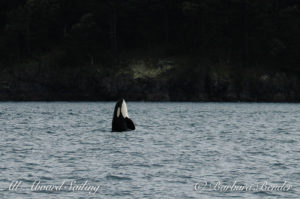 Orca whale Syphop as the storm passes