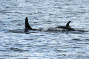 Southern Resident Killer Whales J28 Polaris with J54