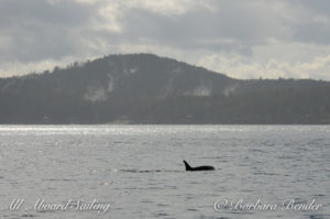 clouds clear, whales approach Speiden Island, San Juan Islands