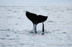 Southern Resident Killer Whale J34 DoubleStuf tail lob