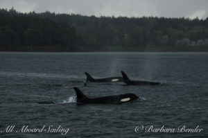 Orca whales Speiden Channel west, San Juan Islands