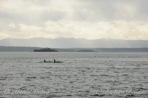 Orca whales approaching Battleship Rock,, near Roche Harbor