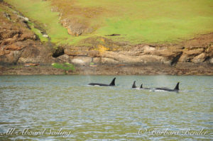 Orcas Along the shoreline of Speiden island