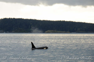 J38 Cookie in Spieden Channel