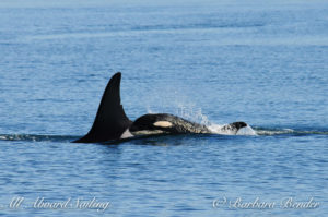 Southern resident Killer whales J28 Polaris with J54