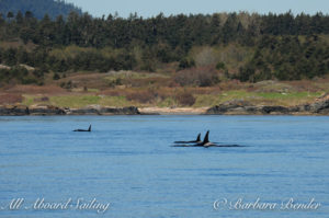 Southern Resident Killer whales the J17's headed up the coast of San Juan Island