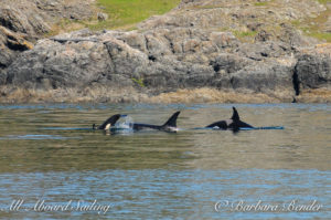 Southern Resident Killer whales the J28's fishing near Pile Point