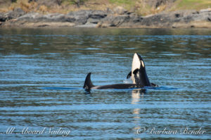 Breach, Baby Orca whale