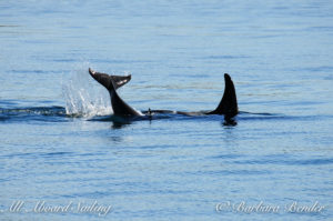 Southern Resident Killer whales J17 with J53