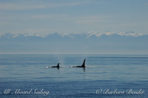 Sailing with Whales J22 with J34