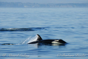 Orca Whales All Aboard Sailing Published by Barbara Bender Page Liked · April 2 · Edited · J44, Moby, fishing with his mum J17 who just went below the surface