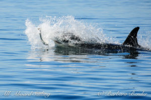 Sailing whale watching J44 worked with his Mum J17 to catch this salmon