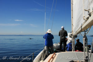 All Aboard Sailing Whale watching, Haro Strait, J pod, San Juan Island