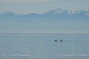 J Pod, Olympic Peninsula, March 2016 San Juan Islands