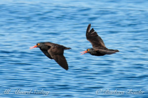 Oyster catchers flying, Haro Strait, San Juan Islands