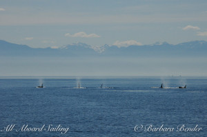 J pod, Haro Strait, San Juan Island, whale watching all aboard sailing