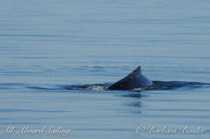 Humpback whale, False Bay, San Juan Island, All Aboard Sailing whale watching