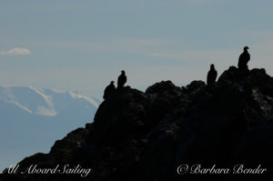 Bald Eagles, near Lopez island