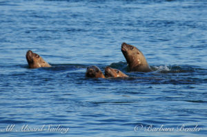 Stellar Sea Lions, San Juan Islands