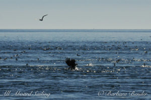 All Aboard Sailing Whale watching, Eagle scoops Herring