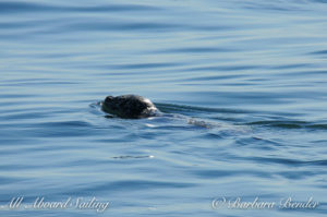 Harbor seal at Herring bait ball