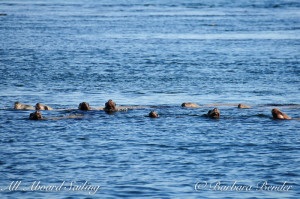 Stellar Sea Lions