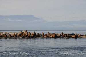 Stellar Sea Lions at Boiling Reef, Saturna Island