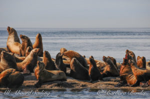 Stellar Sea Lions at Boiling Reef, Saturna Island