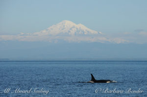 J17 killer whale with Mt Baker