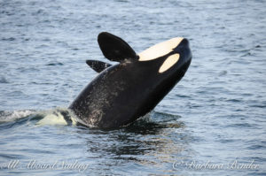 Half Breach killer whale