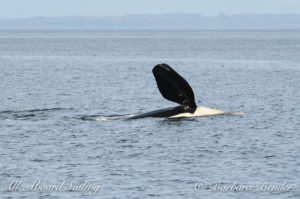 Pectoral flipper slap orca whale