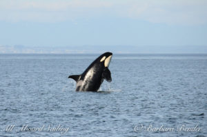 J22 breaching...certainly looks big - is she pregnant?