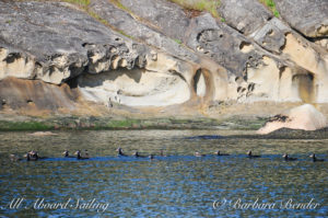 A large group of surf scoters along the shore of Patos