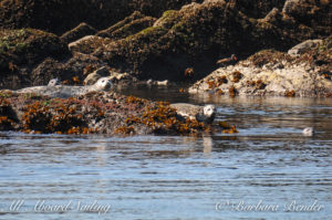 Harbor Seal at Dead Mans Island