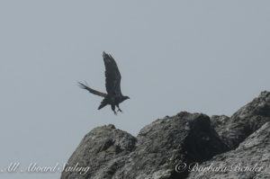 Bald Eagle at Whale rocks