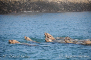 Stellar Sea Lions