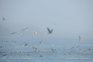 Bald Eagle fishes in bait ball Cattle Pass